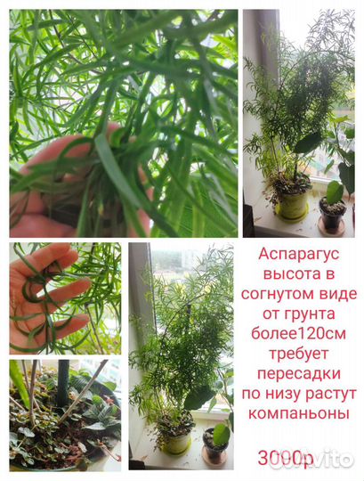 Комнатные цветы.Аглаонема аспарагус