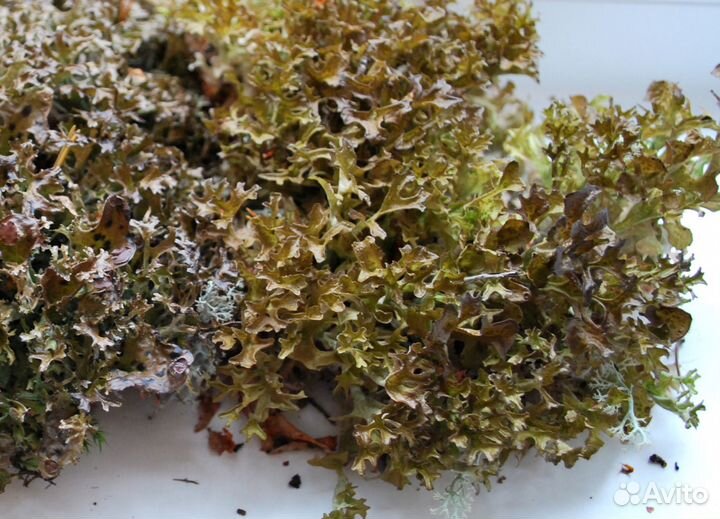 Цетрария - Исландский мох