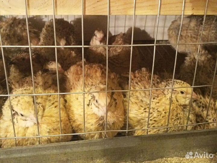 Яйца перепелиные