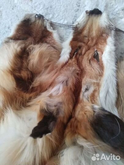 Шкуры лисы