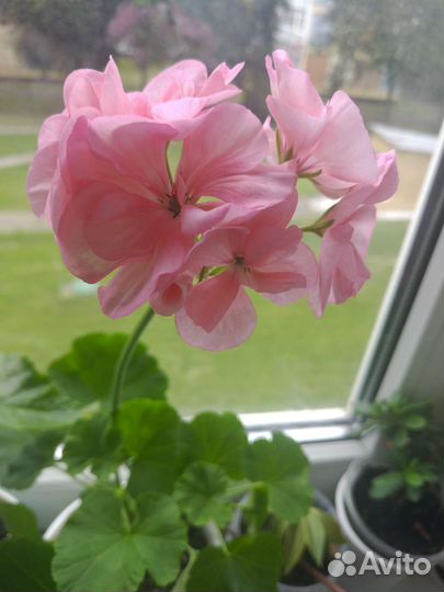 Пеларгония королевская, герань сортовая, бегония