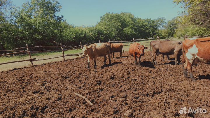 Коровы дойные