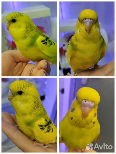 Волнистые попугаи чехи