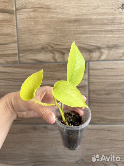 Сциндапсус голден потос