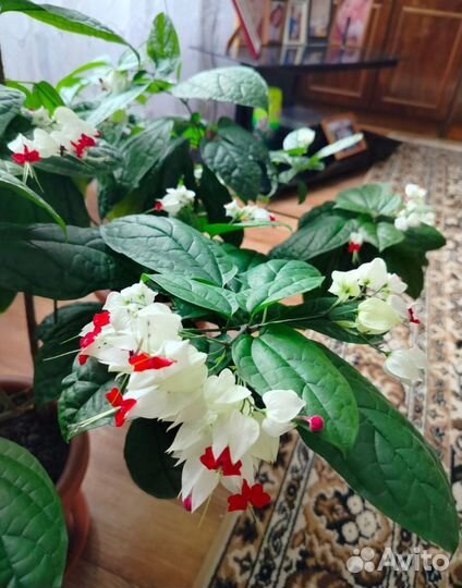 Клеродендрум томсона