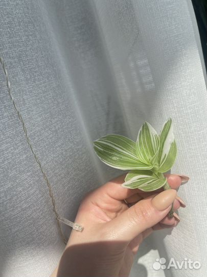 Традесканции