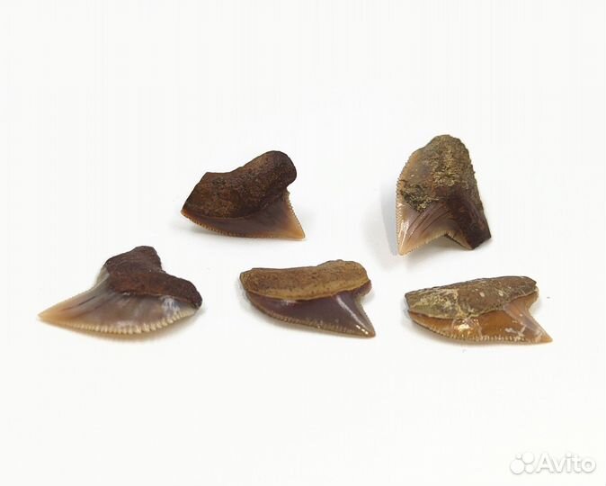 Набор, зубы акулы Squalicorax / Окаменелости