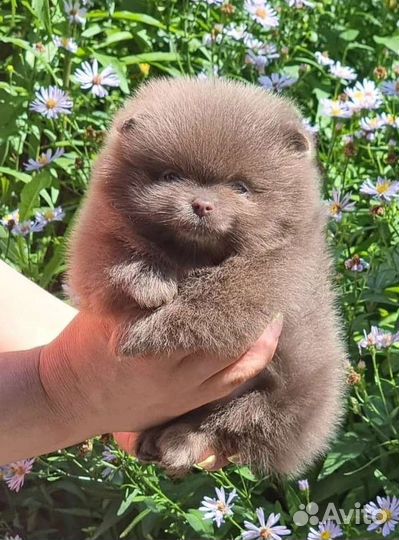 Померанский шпиц мини