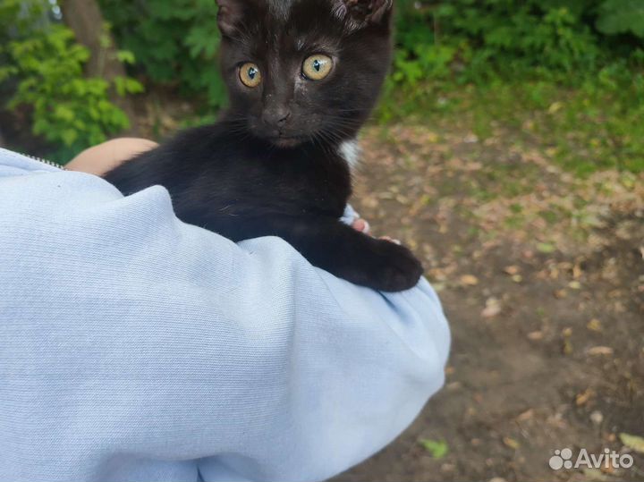 Котëнок, бесплатно, в добрые руки