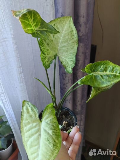 Цветы : хатиора, сингониум, циссус