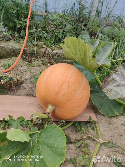 Продажа тыквы мускатной