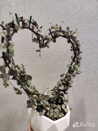 Циропегия вуда