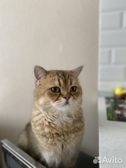 Британские котята