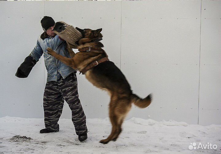 Дрессировка собак кинолог