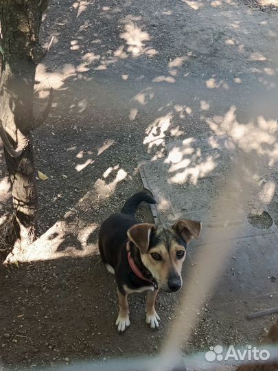 Маленькая собачка в добрые руки