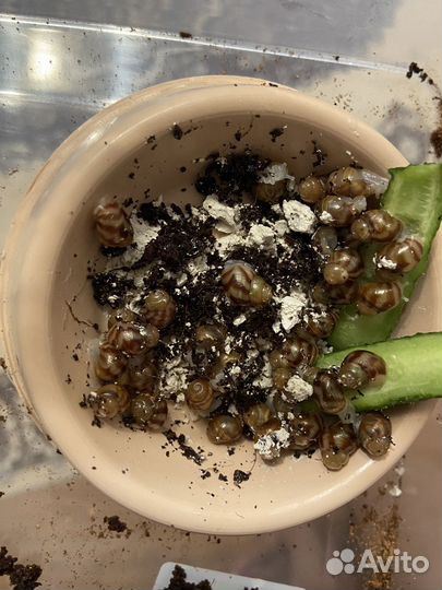 Улитки ахатины