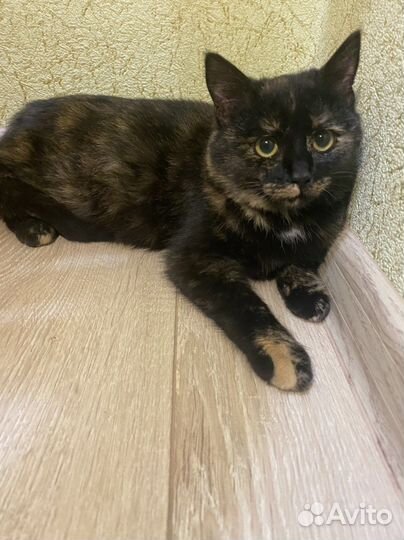 Котенок ппосит помощи