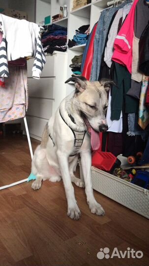 Собака Берлин в добрые руки