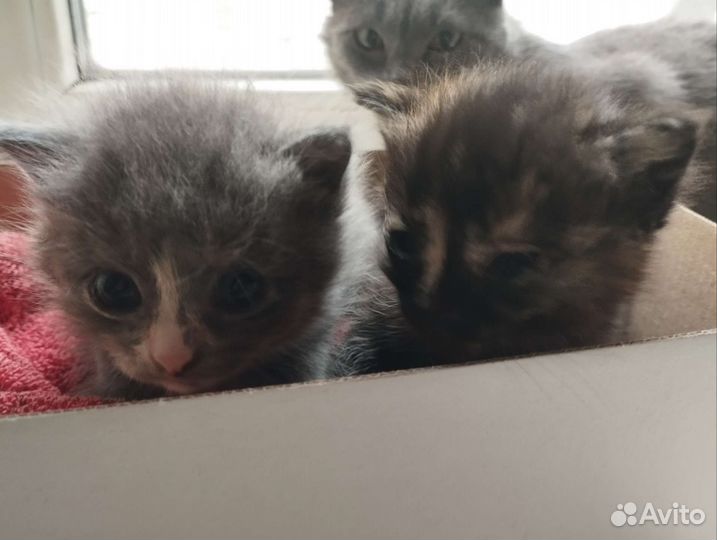 Святые котята)