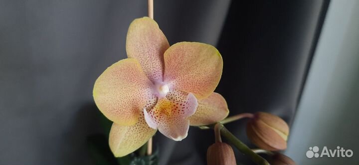 Орхидея фаленопсис биг лип