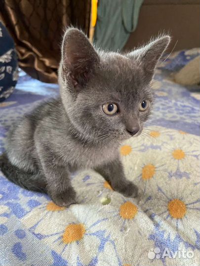 Котёнок британец в добрые руки