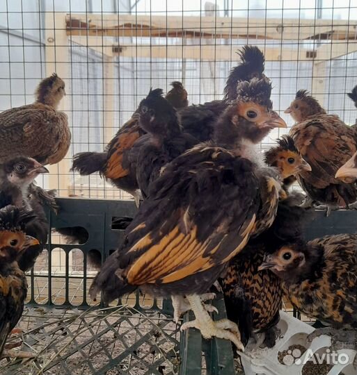 Цыплята микс и брама изабелла