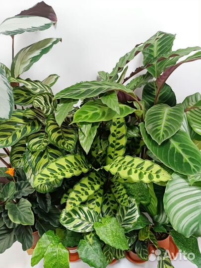 Калатеи микс