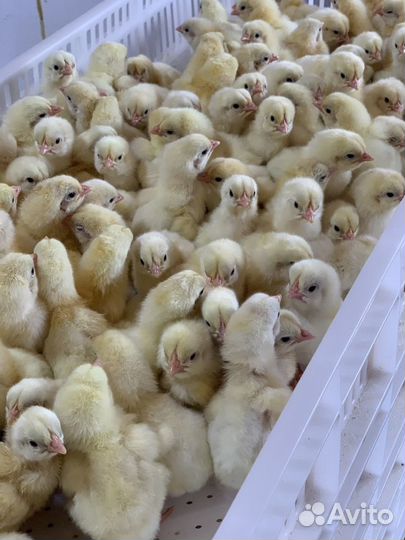 Суточный Бройлер