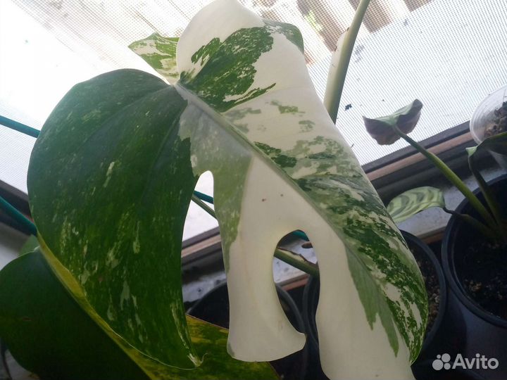 Комнатные цветы