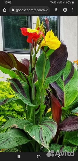 Канны сортовые Клеопатра алые и жёлтые