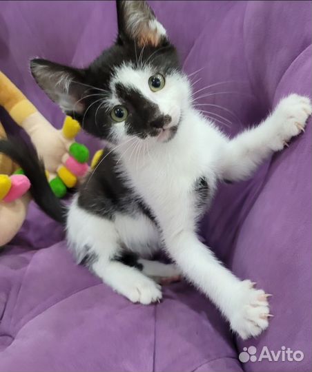 Котята в поисках дома