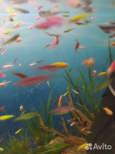 Данио, карамельки, гуппи