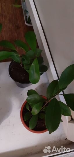 Фикусы Микрокарпа Мокламэ