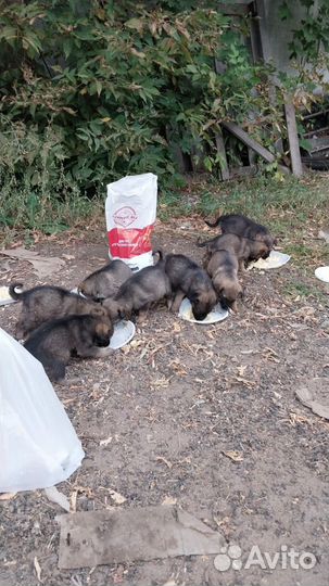 Собака в добрые руки отдам бесплатно