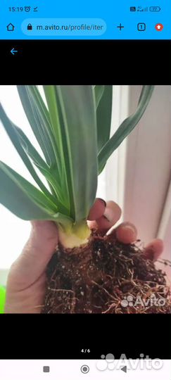 Пальма- Юкка садовая, отдаю за 600