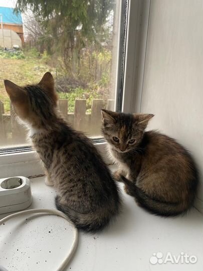 Кошка Котята бесплатно
