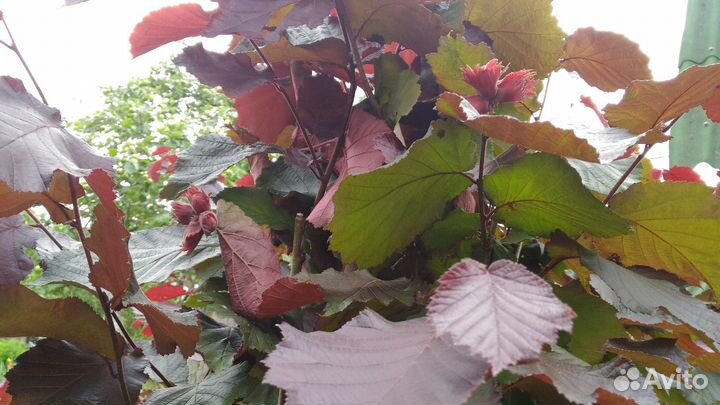 Фундук краснолистный (орешник). Саженцы