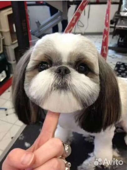 Стрижка собак и кошек груминг