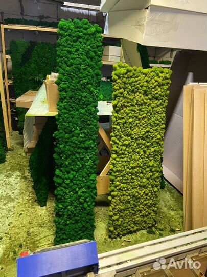 Мох стабилизированный оптом и в розницу