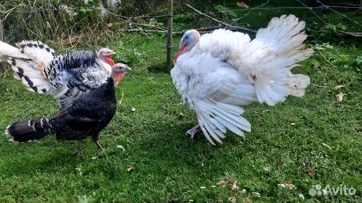 Продам индюков,индюшек