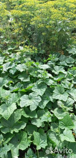 Корень хрена