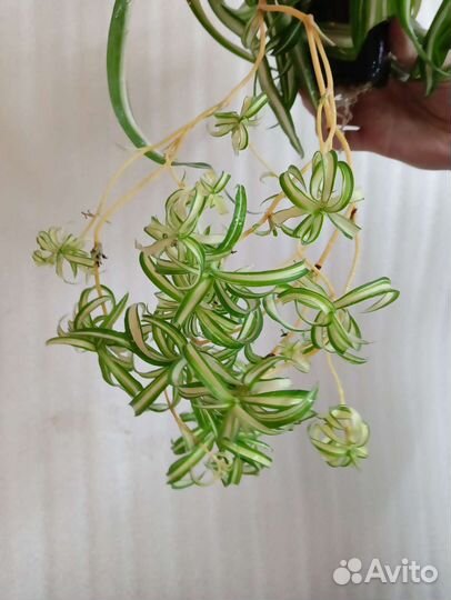 Хлорофитум бонни