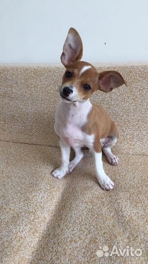 Ищем девочку для случки