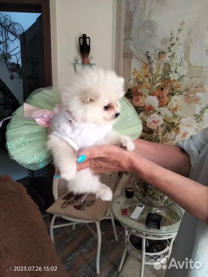 Померанский шпиц