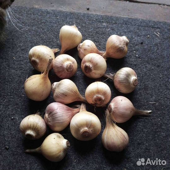 Коллекция заготовок