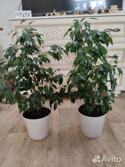 Фикус бенджамина, комнатные растения, цветы