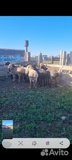 Бараны на племя