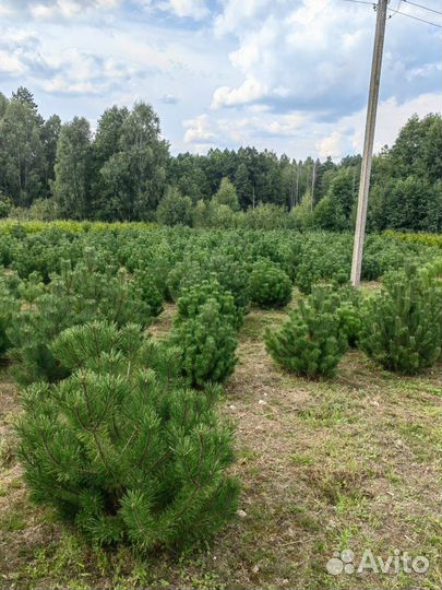 Сосна горная мугус