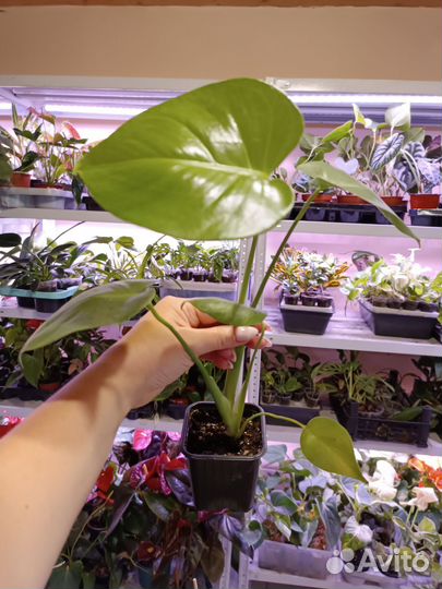 Калатеи и другие комнатные