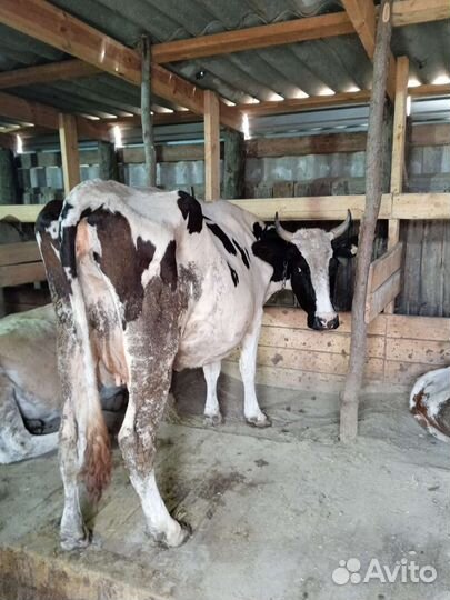Корова дойная